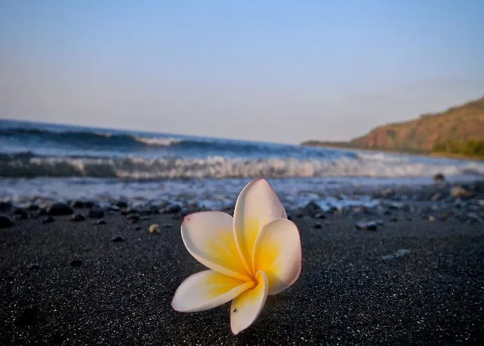 Matahari &